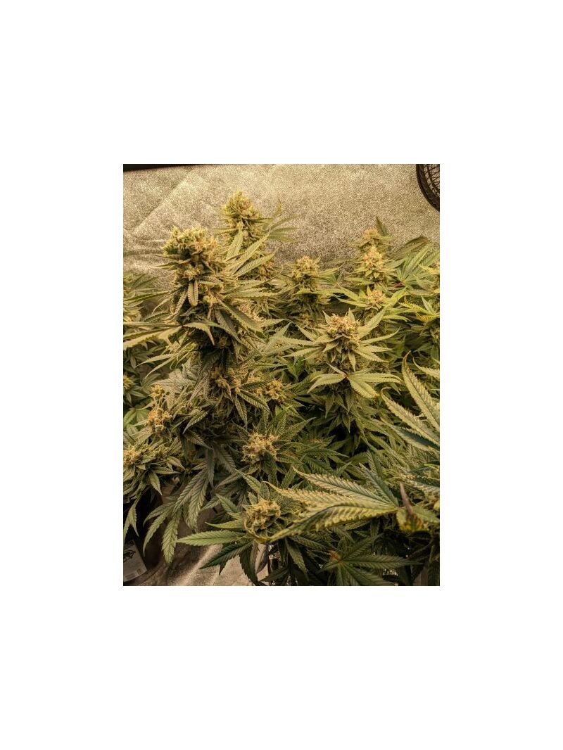 Экспресс Alien - Афгани, Фасовка: 5, изображение 2